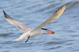 _MG_4792 Royal Tern.jpg