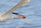 _MG_4792crop Royal Tern.jpg
