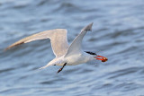 _MG_4793 Royal Tern.jpg