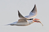 _MG_4853 Royal Tern.jpg