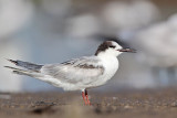 _MG_0807 Common Tern.jpg