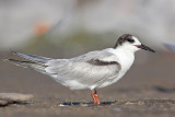_MG_0917 Common Tern.jpg