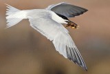 _MG_0698 Sandwich Tern.jpg