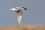 _MG_0932 Sandwich Tern.jpg