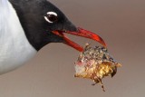 _MG_1150crop Laughing Gull.jpg