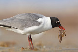 _MG_1201 Laughing Gull.jpg