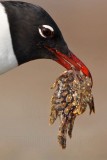 _MG_1201crop Laughing Gull.jpg