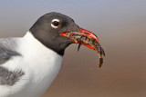 _MG_1210 Laughing Gull.jpg