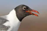 _MG_1213 Laughing Gull.jpg