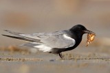_MG_2191 Black Tern.jpg