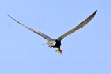 _MG_5882 Black Tern.jpg