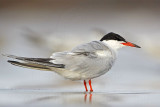 _MG_3003 Common Tern.jpg