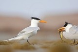 _MG_3004 Royal Tern.jpg