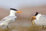 _MG_3004crop Royal Tern.jpg