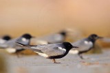 _MG_3099 Black Tern.jpg