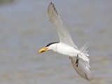 _MG_5367 Royal Tern.jpg