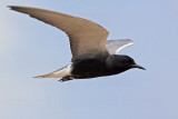 _MG_5937 Black Tern.jpg