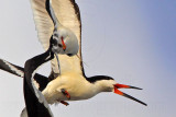 _MG_6208crop Black Skimmer.jpg