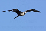 _MG_1112 Magnificent Frigatebird.jpg