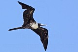 _MG_1137 Magnificent Frigatebird.jpg