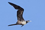 _MG_1158 Magnificent Frigatebird.jpg