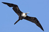 _MG_1164 Magnificent Frigatebird.jpg