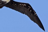 _MG_1164crop left wing Magnificent Frigatebird.jpg