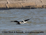 Magnificent Frigatebird & Royal Tern - animation.gif