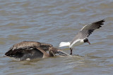 _MG_1752 Laughing Gull & Brown Pelican.jpg