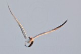 _MG_1524 Royal Tern.jpg