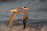 _MG_1585 Royal Tern.jpg