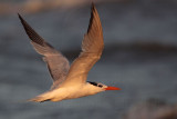 _MG_1586 Royal Tern.jpg