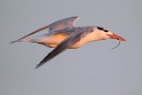_MG_1612 Royal Tern.jpg