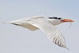_MG_5876 Royal Tern.jpg