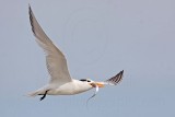 _MG_8340 Royal Tern.jpg