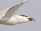 _MG_8356 Royal Tern.jpg