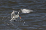 _MG_1179 Royal Tern.jpg