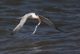 _MG_1191 Royal Tern.jpg