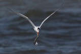 _MG_1202 Royal Tern.jpg
