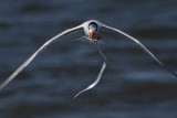 _MG_1203crop Royal Tern.jpg
