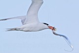 _MG_1210 Royal Tern.jpg