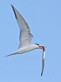 _MG_1229 Royal Tern.jpg