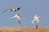 _MG_9950 Royal Tern & Laughing Gull.jpg