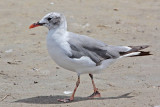 _MG_2815 Laughing Gull.jpg