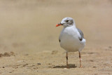 _MG_3004 Laughing Gull.jpg