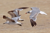 _MG_3017 Laughing Gull.jpg