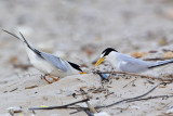 _MG_3984 Least Tern - making scrape.jpg