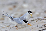 _MG_3994 Least Tern - making scrape.jpg