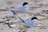 _MG_4105 Least Tern - making scrape.jpg