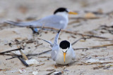_MG_4119 Least Tern - making scrape.jpg